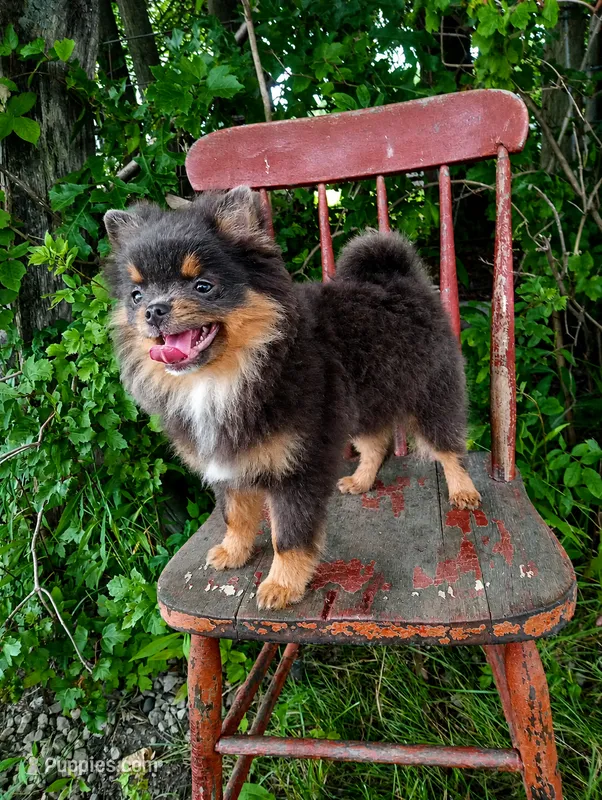 Bluey-full/limited AKC  – Pomeranian puppy for sale in Middlefield, OH
