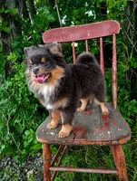 Bluey-full/limited AKC , a male Pomeranian for sale in Middlefield, OH – 1 of 5
