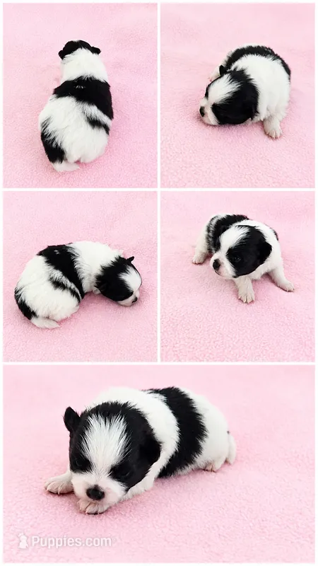 Panda ( full AKC) – Pomeranian puppy for sale in Middlefield, OH