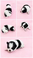 Panda ( full AKC), a female Pomeranian for sale in Middlefield, OH – 1 of 4