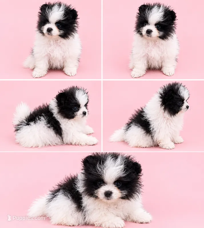 Lucy ( full AKC) – Pomeranian puppy for sale in Middlefield, OH