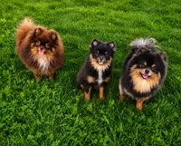 Bluey (full or limited AKC), a male Pomeranian for sale in Middlefield, OH – 3 of 4