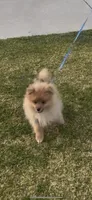 Churro, a male Pomeranian for sale in Monrovia, CA – Photo 9 of 9
