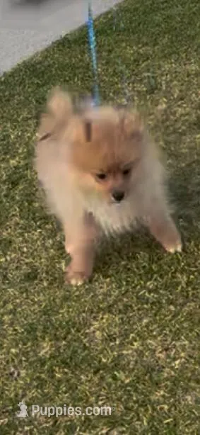 Churro – Pomeranian puppy for sale in Monrovia, CA