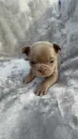 Ivy, a female French Bulldog for sale in Hawthorne, FL – 4 of 7