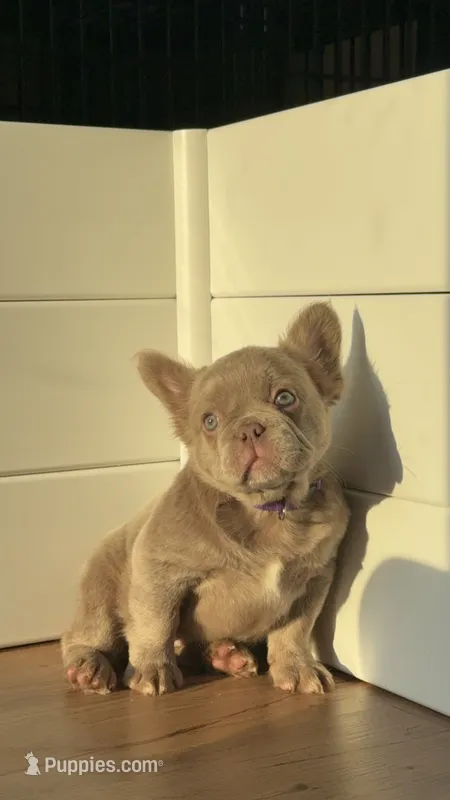 Grizzly – French Bulldog puppy for sale in Gainesville, FL