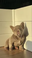 Grizzly, a female French Bulldog for sale in Gainesville, FL – 9 of 10