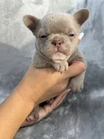 Sugar, a female French Bulldog for sale in Hawthorne, FL – 6 of 6