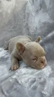 Sugar, a female French Bulldog for sale in Hawthorne, FL – 3 of 6