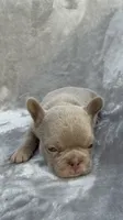 Sugar, a female French Bulldog for sale in Hawthorne, FL – 2 of 6
