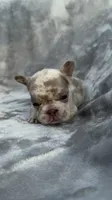 Zara, a female French Bulldog for sale in Hawthorne, FL – 2 of 8