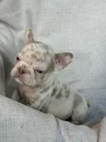 Quasi, a male French Bulldog for sale in Gainesville, FL – 3 of 8