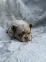 River, a female French Bulldog for sale in Hawthorne, FL – 5 of 8