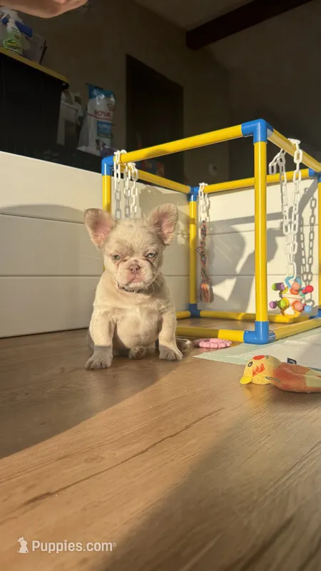 River – French Bulldog puppy for sale in Gainesville, FL