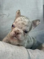 Quasi, a male French Bulldog for sale in Gainesville, FL – 6 of 8