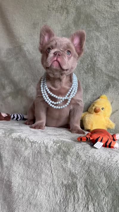 Grizzly, a female French Bulldog for sale in Gainesville, FL – 10 of 10