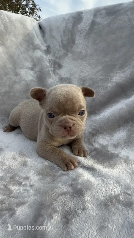 Ivy – French Bulldog puppy for sale in Davenport, FL
