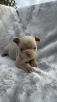 Ivy, a female French Bulldog for sale in Hawthorne, FL – 1 of 7