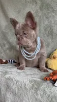 Grizzly, a female French Bulldog for sale in Gainesville, FL – 2 of 10