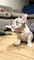Zara, a female French Bulldog for sale in Gainesville, FL – 3 of 10