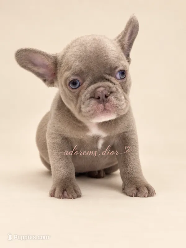 Sugar – French Bulldog puppy for sale in Gainesville, FL