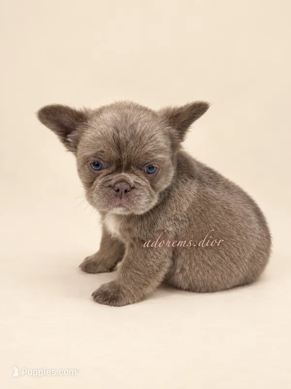 Grizzly – French Bulldog puppy for sale in Gainesville, FL