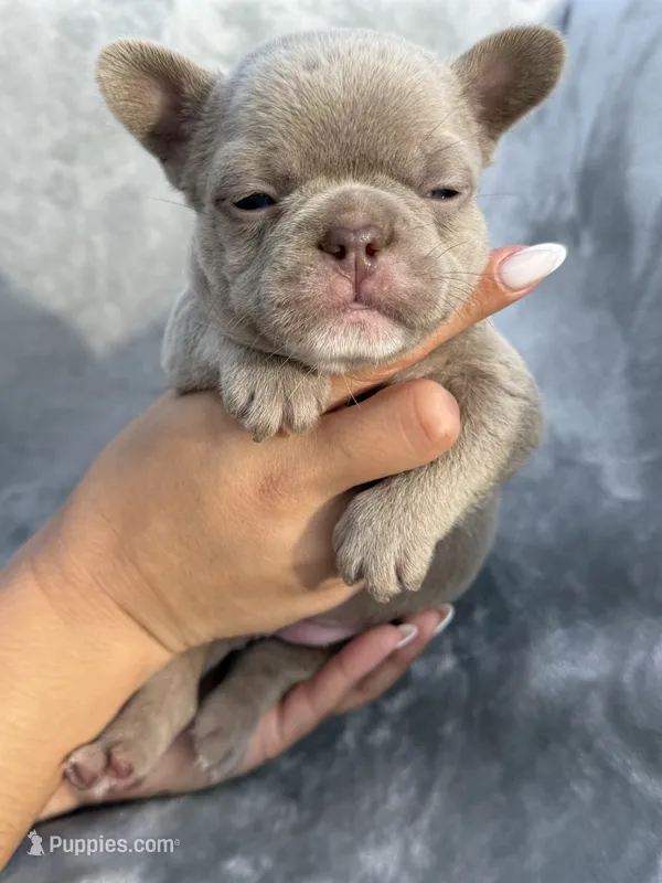 Sugar – French Bulldog puppy for sale in Davenport, FL