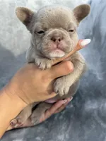 Sugar, a female French Bulldog for sale in Hawthorne, FL – 1 of 6