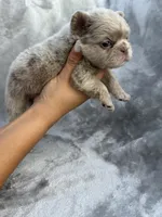 River, a female French Bulldog for sale in Hawthorne, FL – 7 of 8