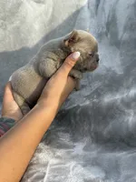 Sugar, a female French Bulldog for sale in Hawthorne, FL – 4 of 6