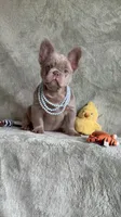 Grizzly, a female French Bulldog for sale in Gainesville, FL – 4 of 10