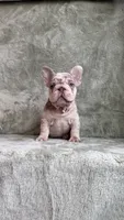 Zara, a female French Bulldog for sale in Gainesville, FL – 10 of 10