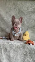 Grizzly, a female French Bulldog for sale in Gainesville, FL – 5 of 10