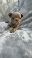 Ivy, a female French Bulldog for sale in Hawthorne, FL – 5 of 7