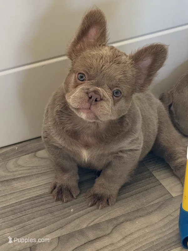 Grizzly – French Bulldog puppy for sale in Gainesville, FL