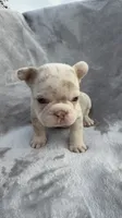 Timber, a male French Bulldog for sale in Hawthorne, FL – 2 of 5