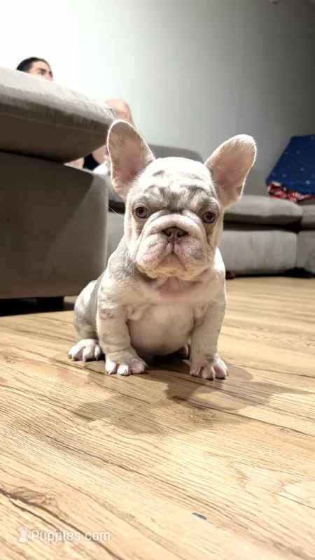 Zara – French Bulldog puppy for sale in Gainesville, FL
