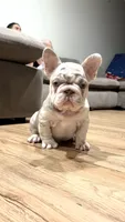 Zara, a female French Bulldog for sale in Gainesville, FL – 1 of 10