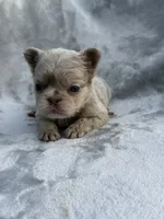 River, a female French Bulldog for sale in Hawthorne, FL – 2 of 8
