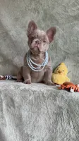 Grizzly, a female French Bulldog for sale in Gainesville, FL – 8 of 10