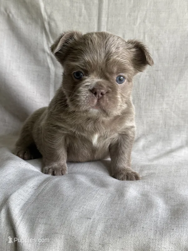 Grizzly – French Bulldog puppy for sale in Gainesville, FL