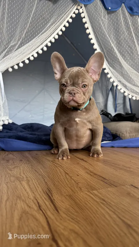 Ivy – French Bulldog puppy for sale in Gainesville, FL