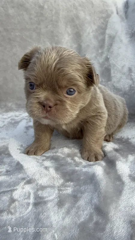 Grizzly – French Bulldog puppy for sale in Davenport, FL