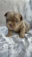 Grizzly, a female French Bulldog for sale in Hawthorne, FL – 1 of 10