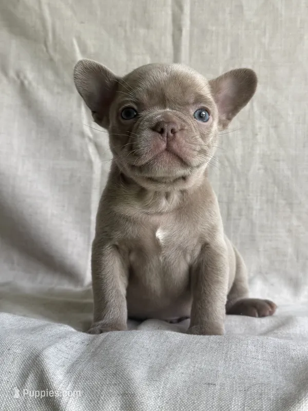 Ivy – French Bulldog puppy for sale in Gainesville, FL