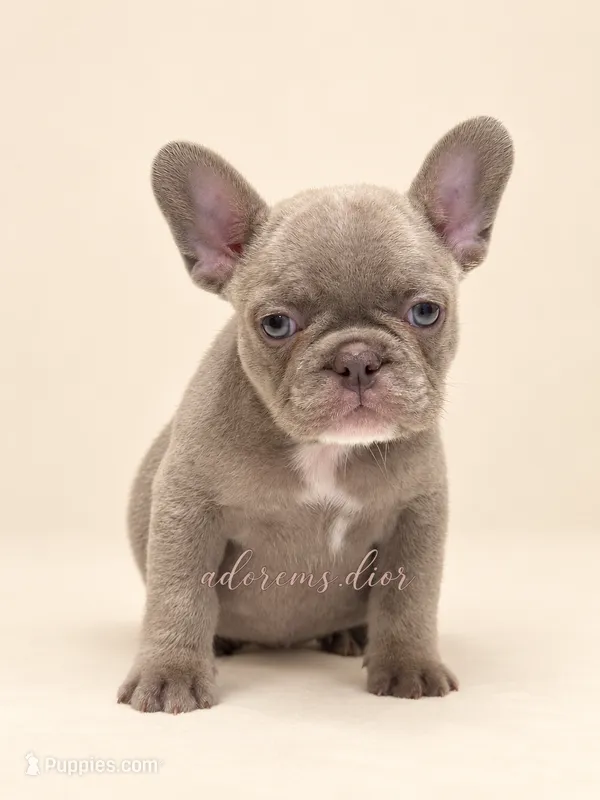 Sugar – French Bulldog puppy for sale in Gainesville, FL