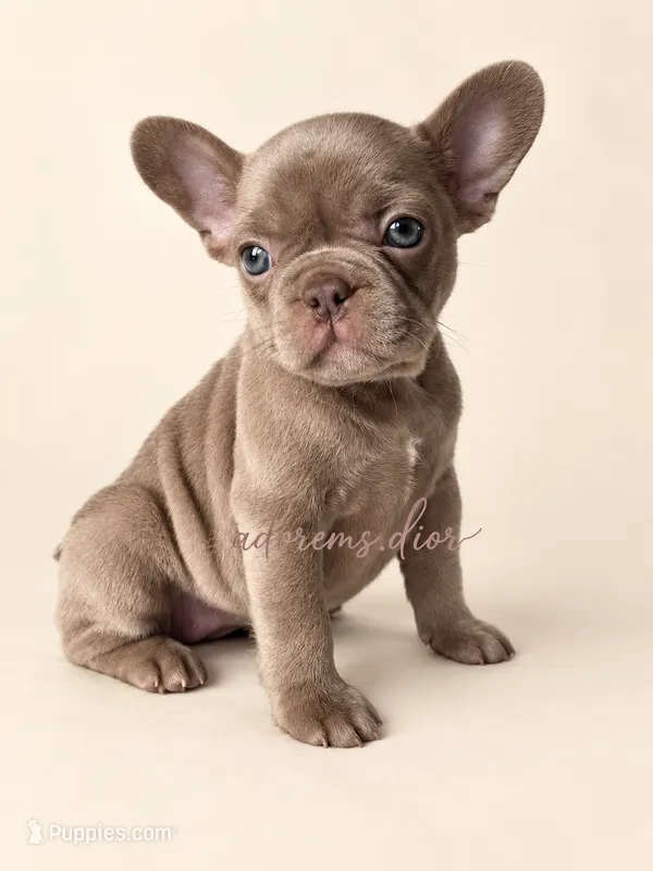 Ivy – French Bulldog puppy for sale in Gainesville, FL