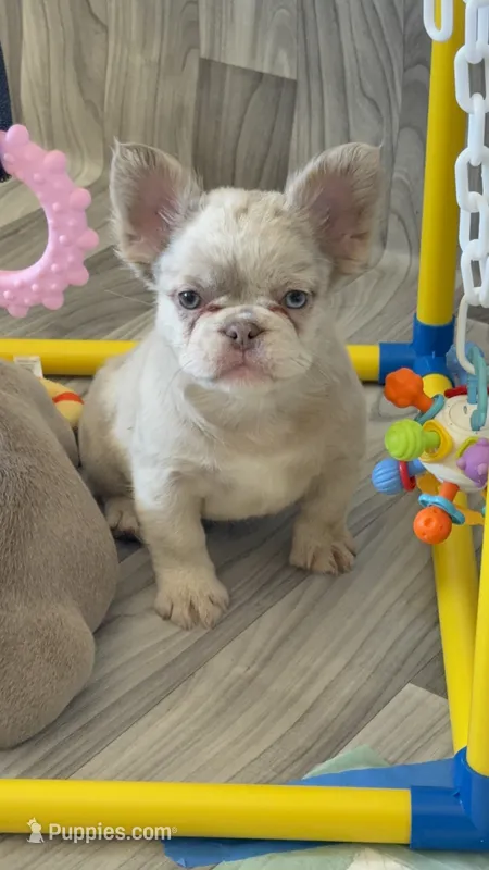 River – French Bulldog puppy for sale in Gainesville, FL