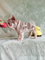 Zara, a female French Bulldog for sale in Gainesville, FL – 5 of 10