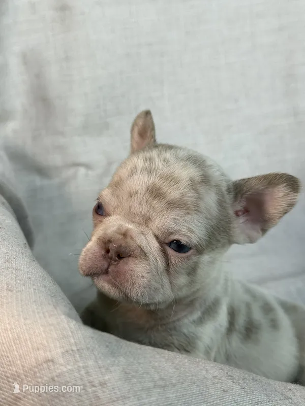 Quasi – French Bulldog puppy for sale in Gainesville, FL